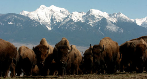 bison range