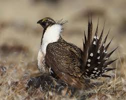 The Greater Sage Grouse