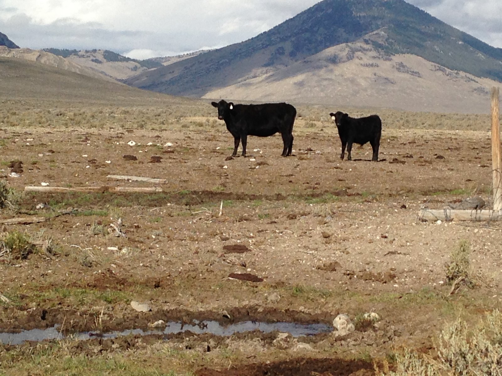 Cows in damaged Little Lost River Valley allotment, Idaho