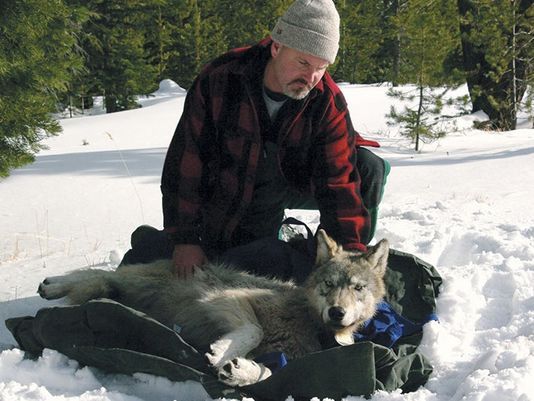 radio-collaring a wolf